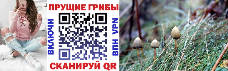 Галлюциногенные грибы Cubensis Эртиль